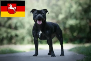 Scopri di più sull'articolo Allevatori di Staffordshire Bull Terrier e cuccioli in Bassa Sassonia