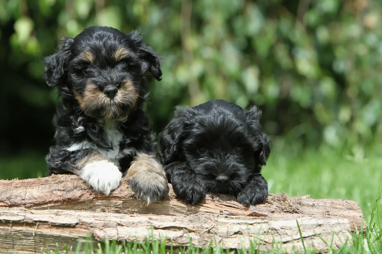Acquistare un cucciolo di Tibetan Terrier significa assumersi delle responsabilità! Comprare cuccioli di Tibetan Terrier.