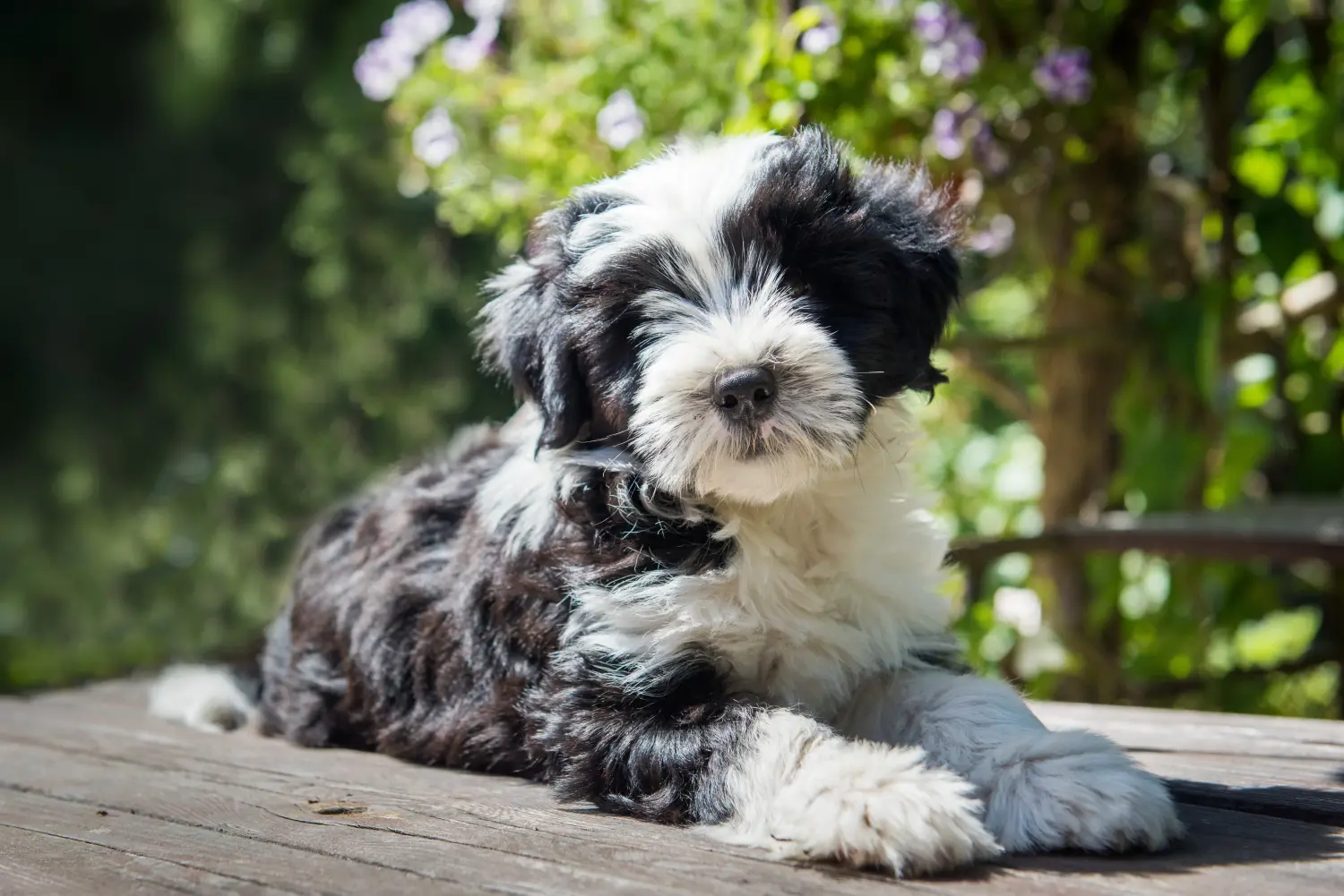 Acquistare un cucciolo di Tibetan Terrier significa assumersi delle responsabilità! Comprare cuccioli di Tibetan Terrier.