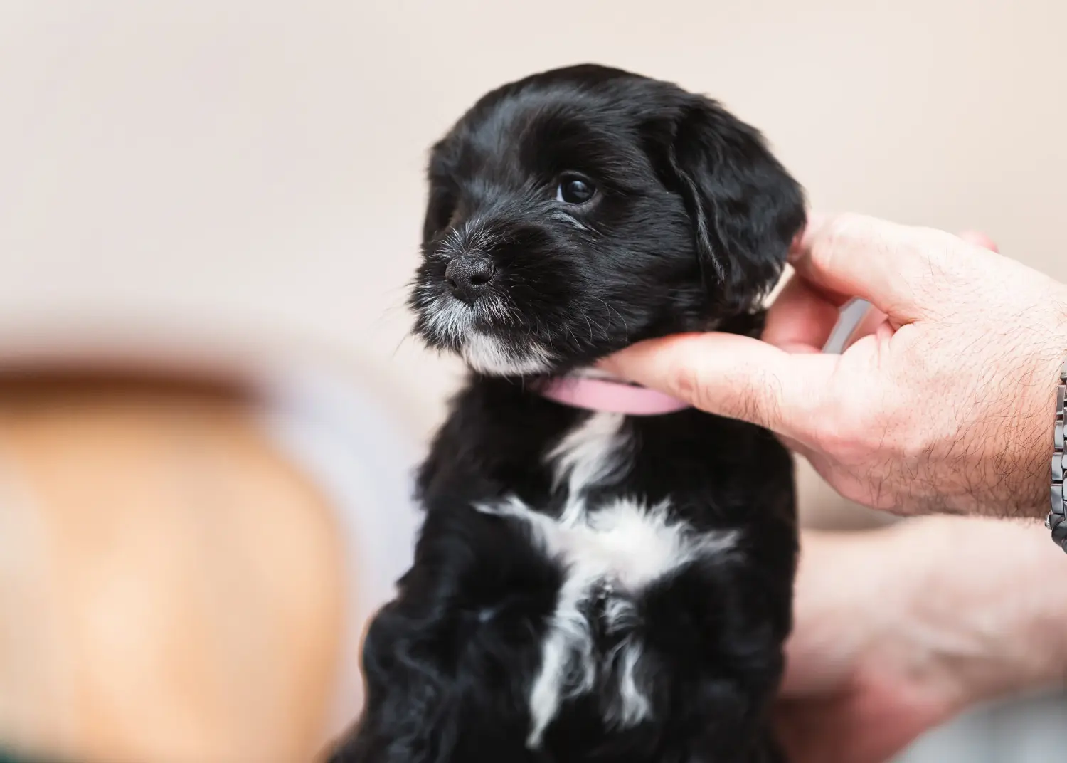 Acquistare un cucciolo di Tibetan Terrier significa assumersi delle responsabilità! Comprare cuccioli di Tibetan Terrier.
