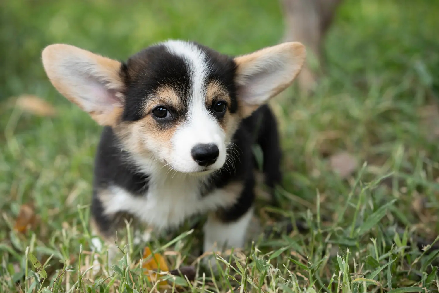 Acquistare un cucciolo di Welsh Corgi significa assumersi delle responsabilità! Comprare cuccioli di Welsh Corgi.