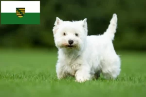 Scopri di più sull'articolo Allevatori di Westie e cuccioli in Sassonia