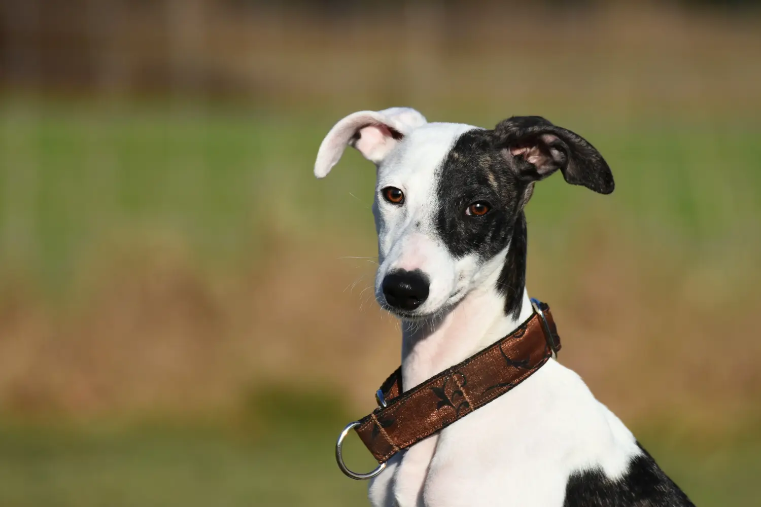 Acquistare un cucciolo di Whippet significa assumersi delle responsabilità! Comprare cuccioli di Whippet.