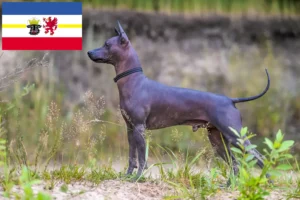 Scopri di più sull'articolo Allevatori di Xolo e cuccioli in Mecklenburg-Vorpommern