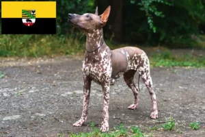 Scopri di più sull'articolo Allevatori di Xolo e cuccioli in Sassonia-Anhalt