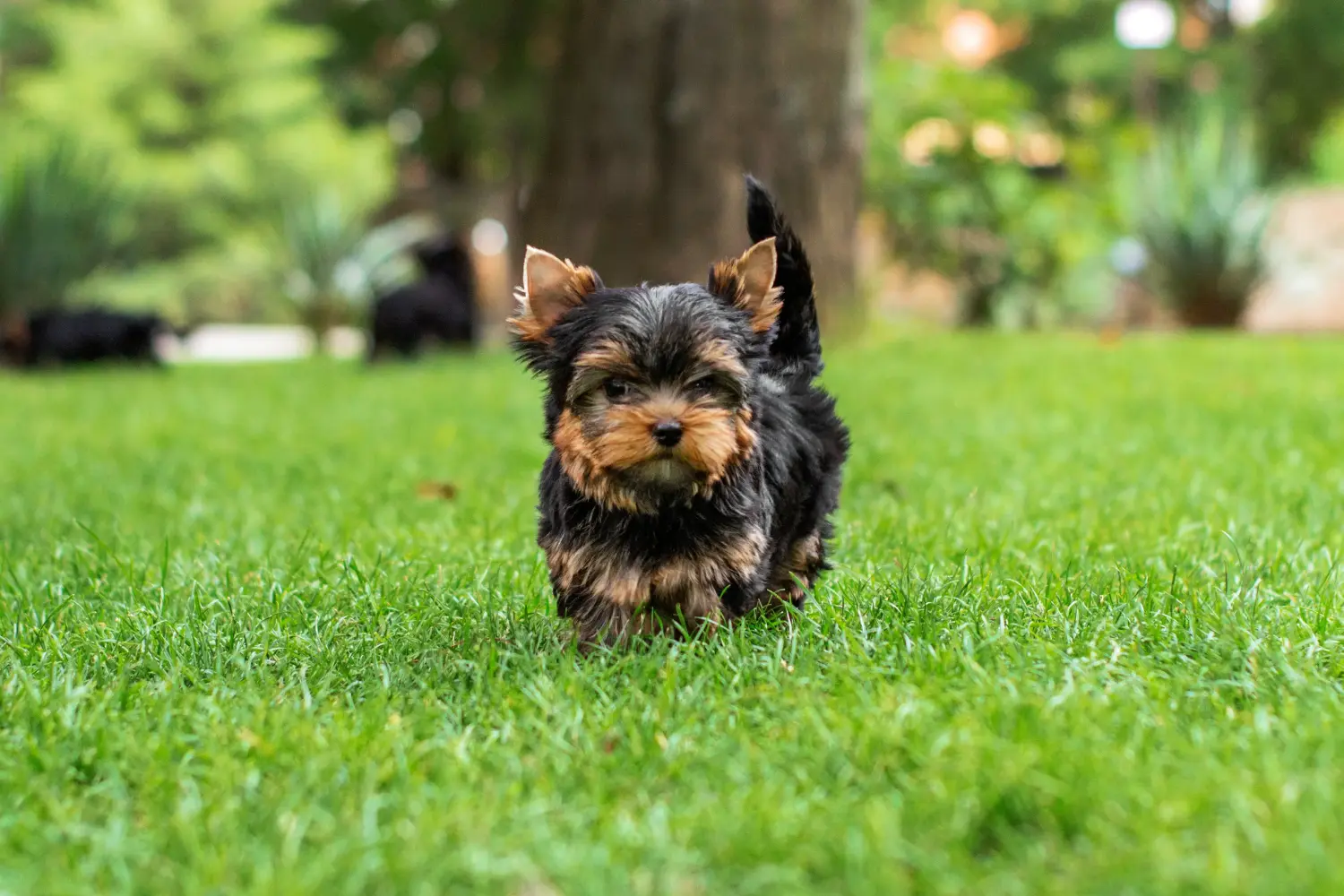 Acquistare un cucciolo di Yorkshire Terrier significa assumersi delle responsabilità! Comprare cuccioli di Yorkshire Terrier.