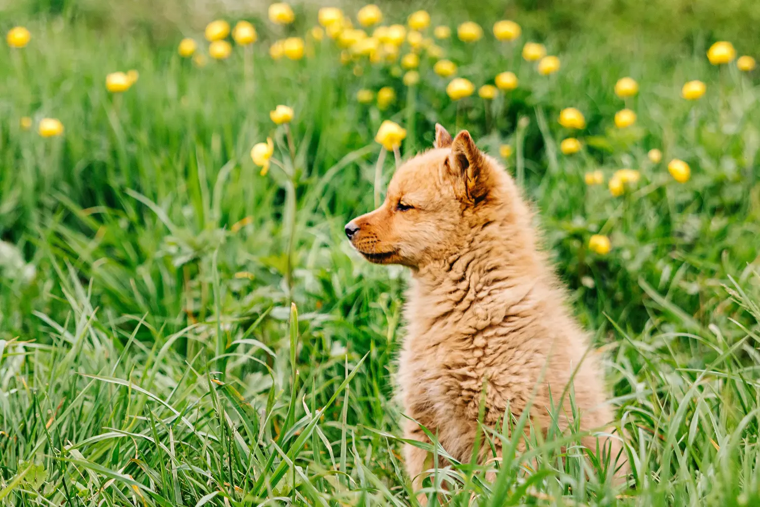 Acquistare un cucciolo di Finnspitz significa assumersi delle responsabilità! Comprare cuccioli di Finnspitz.