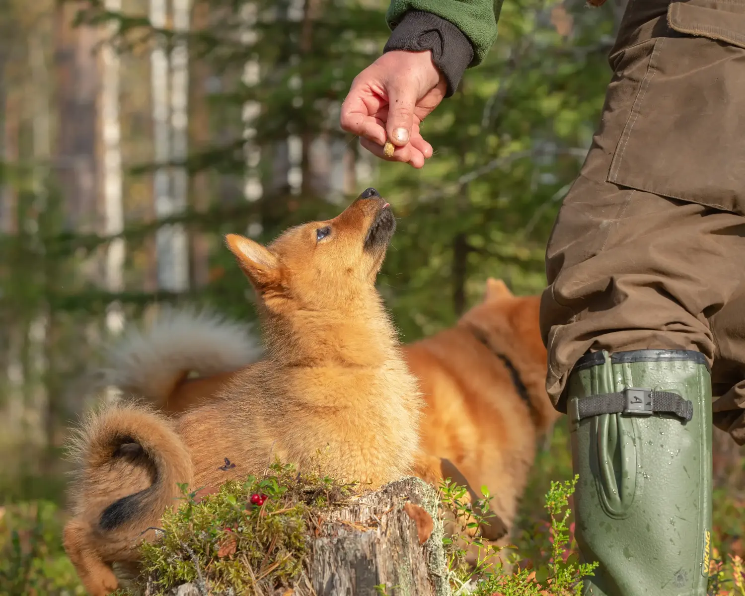 Acquistare un cucciolo di Finnspitz significa assumersi delle responsabilità! Comprare cuccioli di Finnspitz.