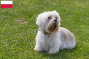 Scopri di più sull'articolo Allevatori e cuccioli di Dandie Dinmont Terrier in Polonia