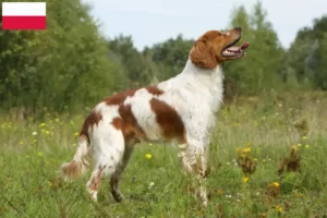 Scopri di più sull'articolo Allevatori di Epagneul Breton e cuccioli in Polonia