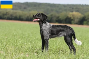 Scopri di più sull'articolo Allevatori di Epagneul Breton e cuccioli in Ucraina