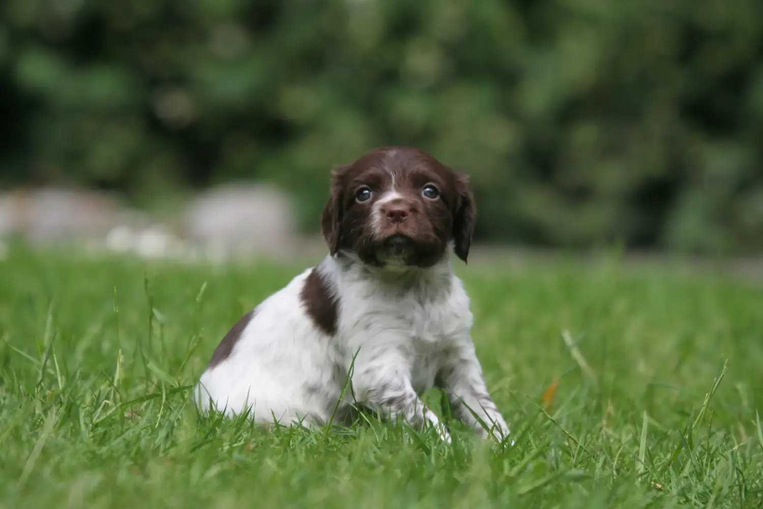 Acquistare un cucciolo di Epagneul Breton significa assumersi delle responsabilità! Acquistare cuccioli di Epagneul Breton.