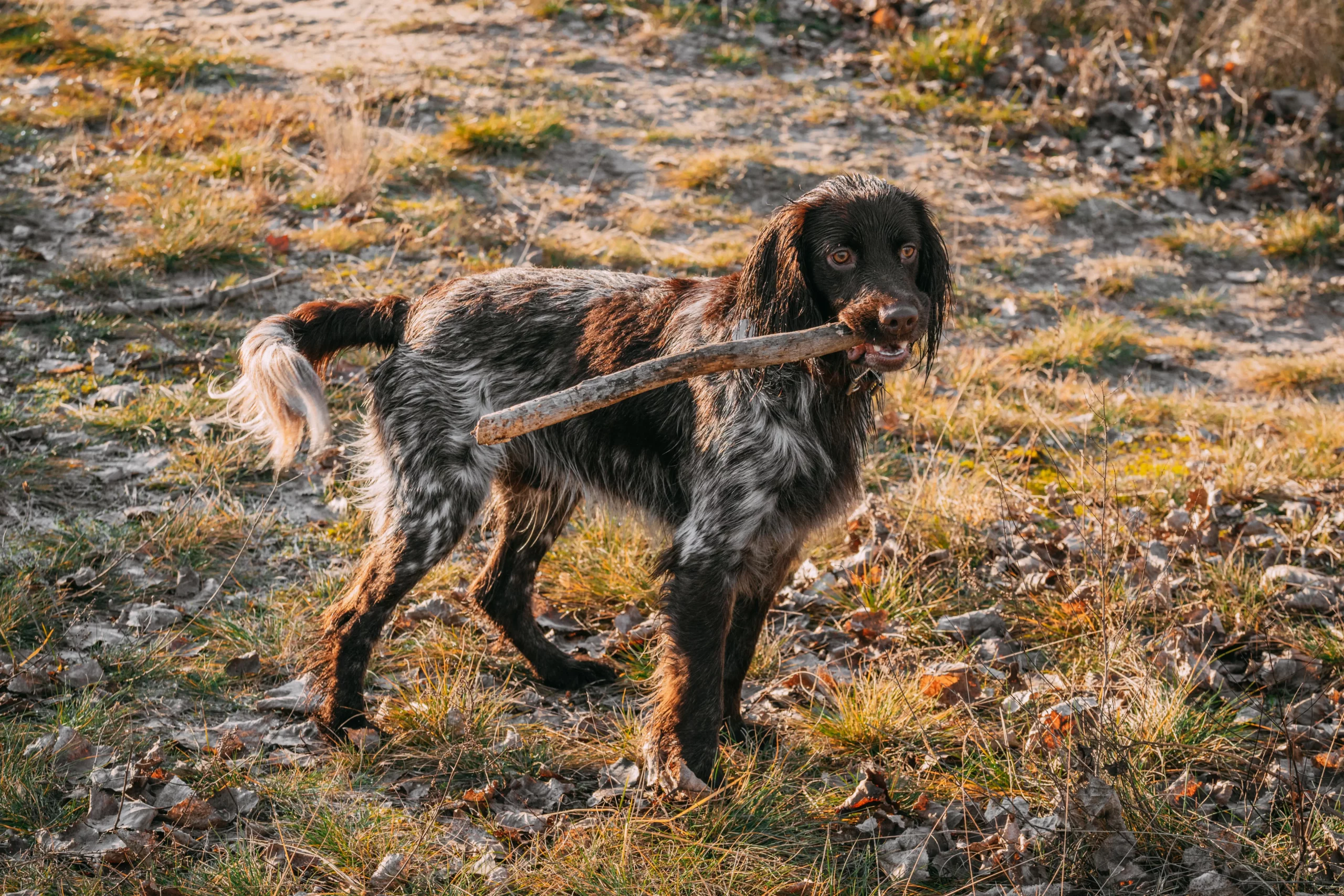 Scopri di più sull'articolo Allevatore di Spaniel da caccia polacchi