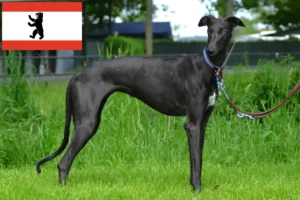 Scopri di più sull'articolo Allevatori di Galgo Espanol e cuccioli a Berlino