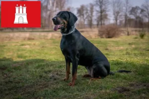 Scopri di più sull'articolo Allevatori di Gończy Polski e cuccioli a Amburgo