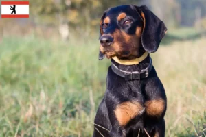 Scopri di più sull'articolo Allevatori di Gończy Polski e cuccioli a Berlino
