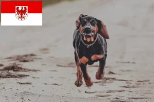 Scopri di più sull'articolo Allevatori di Gończy Polski e cuccioli a Brandeburgo