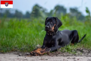 Scopri di più sull'articolo Allevatori di Gończy Polski e cuccioli in Assia
