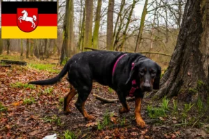 Scopri di più sull'articolo Allevatori di Gończy Polski e cuccioli in Bassa Sassonia