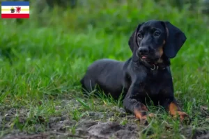 Scopri di più sull'articolo Gończy Polski allevatori e cuccioli in Meclemburgo-Pomerania Anteriore