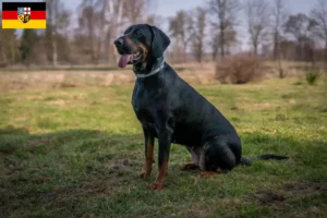Scopri di più sull'articolo Allevatori di Gończy Polski e cuccioli in Saarland
