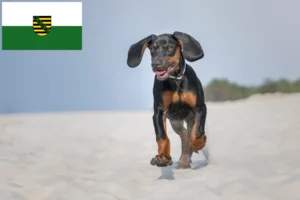 Scopri di più sull'articolo Allevatori di Gończy Polski e cuccioli in Sassonia