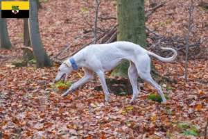 Scopri di più sull'articolo Allevatori di Chart Polski e cuccioli in Sassonia-Anhalt