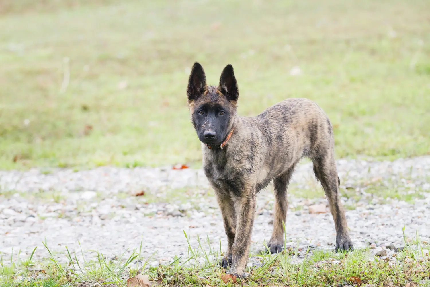 Acquistare un cucciolo di Hollandse Herdershond significa assumersi delle responsabilità! Comprare cuccioli di Hollandse Herdershond.