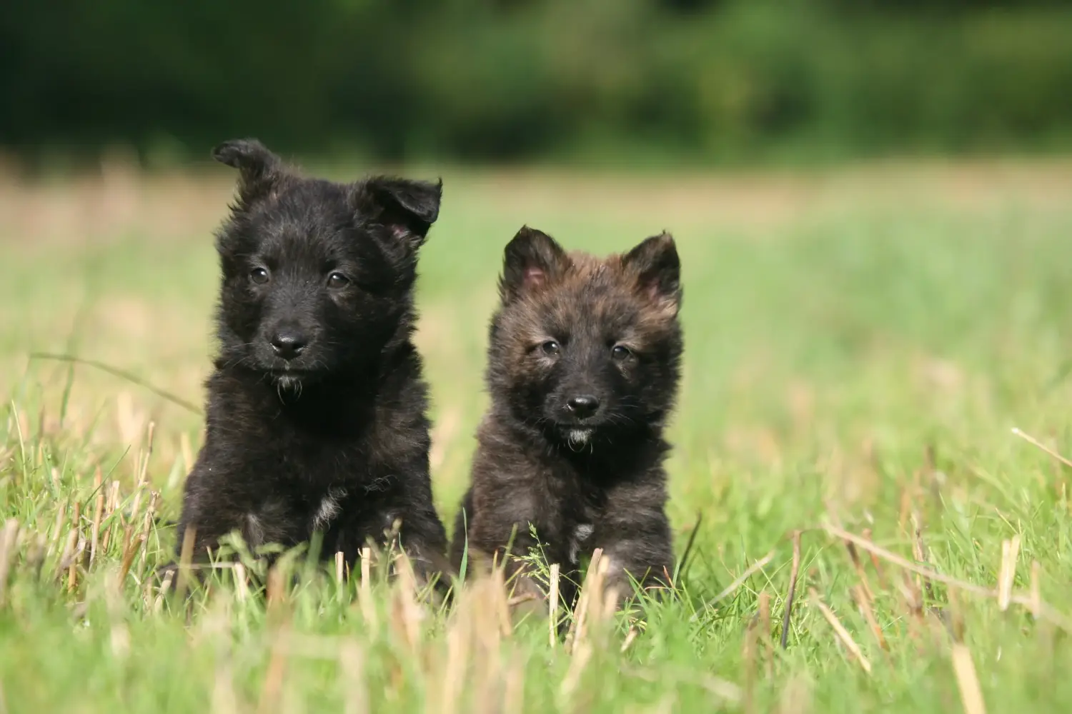 Acquistare un cucciolo di Hollandse Herdershond significa assumersi delle responsabilità! Comprare cuccioli di Hollandse Herdershond.