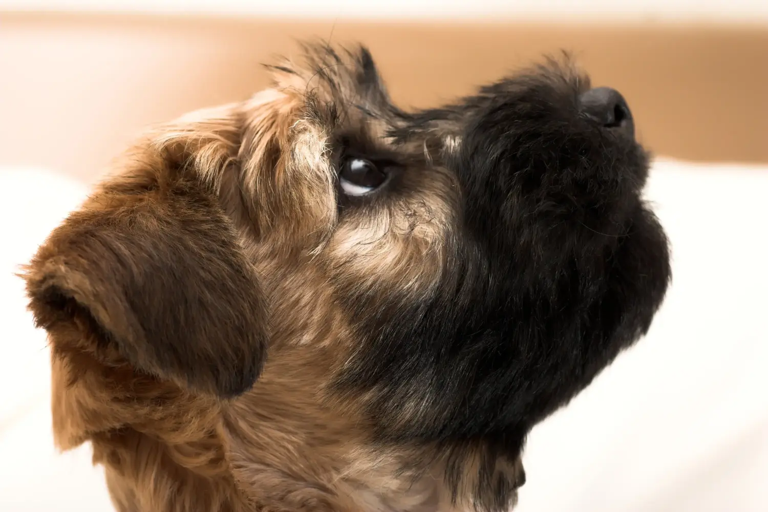 Acquistare un cucciolo di Irish Soft Coated Wheaten Terrier significa assumersi delle responsabilità! Comprare cuccioli di Irish Soft Coated Wheaten Terrier.