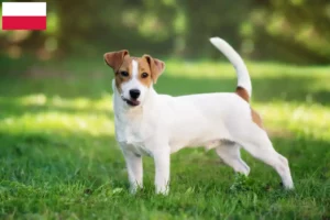 Scopri di più sull'articolo Allevatori di Jack Russell e cuccioli in Polonia