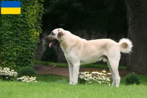 Scopri di più sull'articolo Allevatori e cuccioli di Kangal in Ucraina