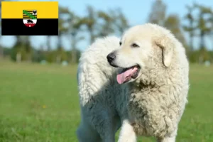 Scopri di più sull'articolo Allevatori di Kuvasz e cuccioli in Sassonia-Anhalt