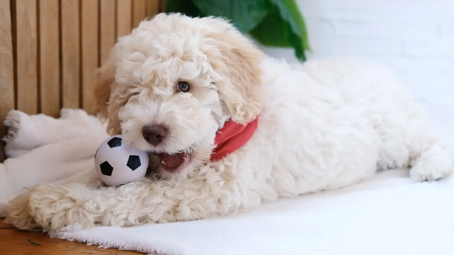 Acquistare un cucciolo di Lagotto Romagnolo significa assumersi delle responsabilità! Comprare cuccioli di Lagotto Romagnolo.