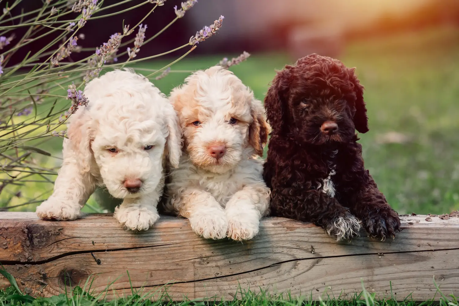 Acquistare un cucciolo di Lagotto Romagnolo significa assumersi delle responsabilità! Comprare cuccioli di Lagotto Romagnolo.