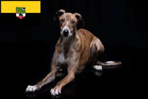 Scopri di più sull'articolo Allevatori di Magyar Agar e cuccioli in Sassonia-Anhalt