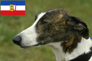 Scopri di più sull'articolo Allevatori e cuccioli di Magyar Agar in Schleswig-Holstein