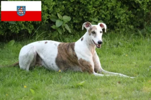 Scopri di più sull'articolo Allevatori di Magyar Agar e cuccioli in Turingia