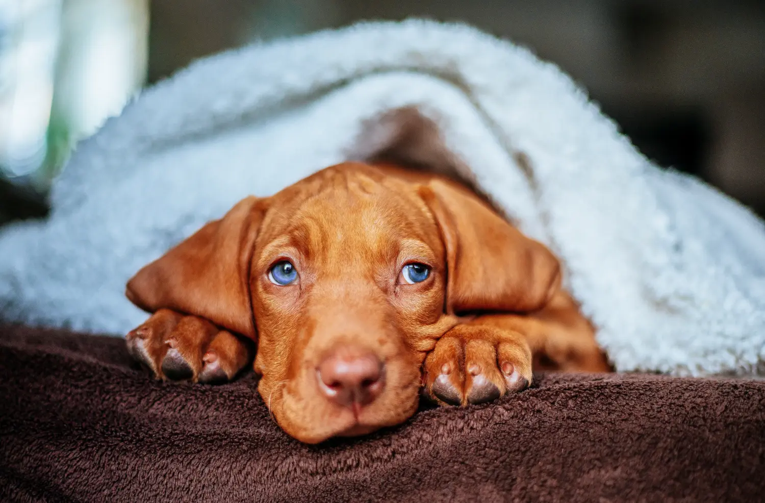 Acquistare un cucciolo di Magyar Vizsla significa assumersi delle responsabilità! Comprare cuccioli di Magyar Vizsla.