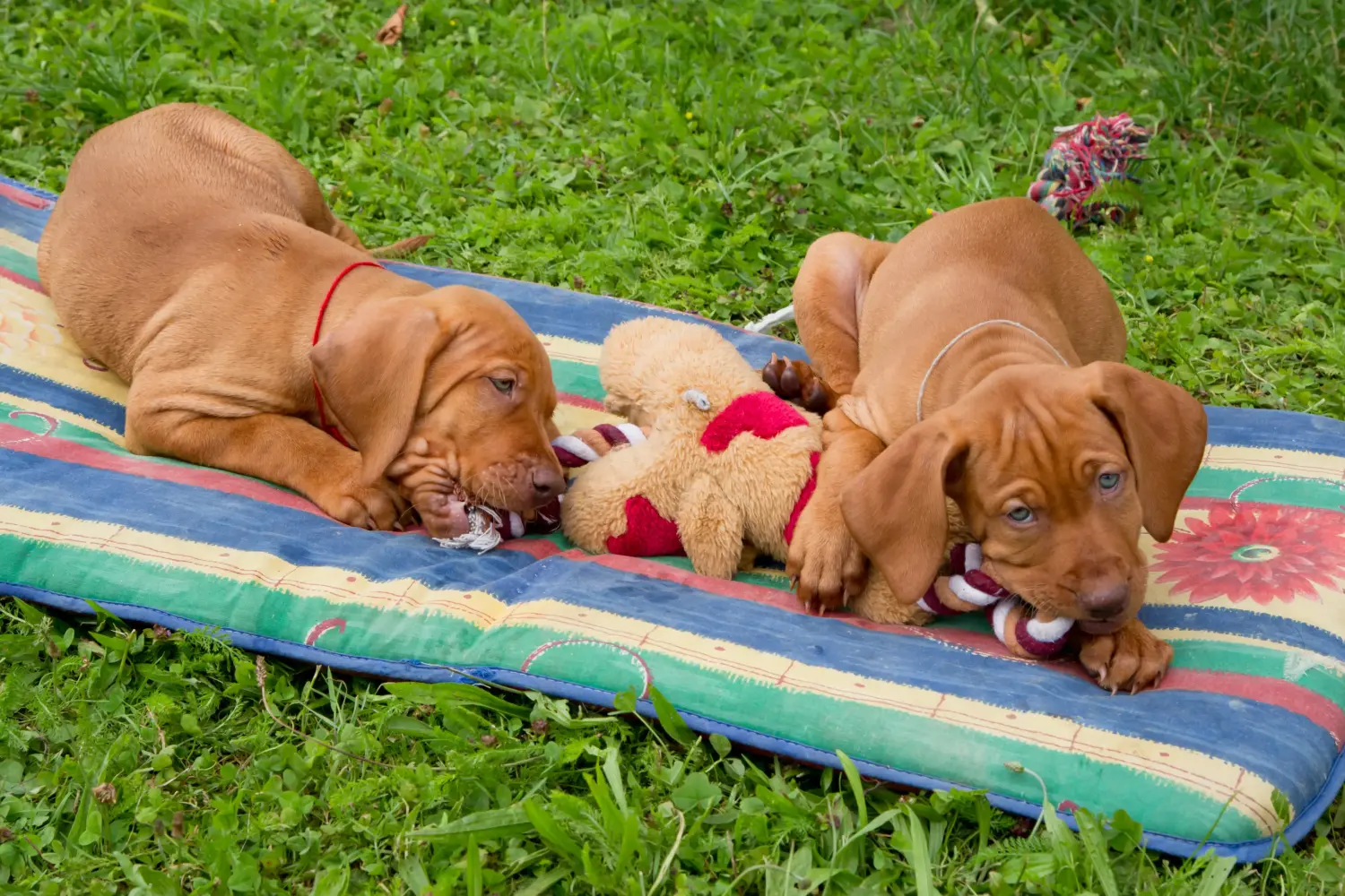 Acquistare un cucciolo di Magyar Vizsla significa assumersi delle responsabilità! Comprare cuccioli di Magyar Vizsla.