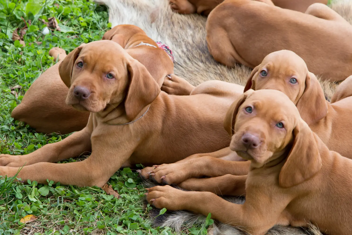 Acquistare un cucciolo di Magyar Vizsla significa assumersi delle responsabilità! Comprare cuccioli di Magyar Vizsla.