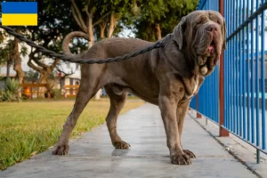 Scopri di più sull'articolo Allevatori di Mastino Napoletano e cuccioli in Ucraina