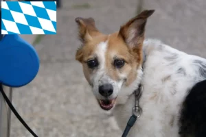 Scopri di più sull'articolo Allevatori di Norrbottenspitz e cuccioli in Baviera