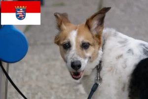 Scopri di più sull'articolo Allevatori di Norrbottenspitz e cuccioli in Assia