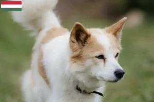 Scopri di più sull'articolo Allevatori di Norrbottenspitz e cuccioli in Ungheria