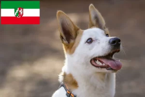 Scopri di più sull'articolo Allevatori di Norrbottenspitz e cuccioli in Nord Reno-Westfalia