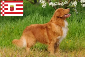 Scopri di più sull'articolo Nova Scotia Allevatori di Duck Tolling Retriever e cuccioli a Bremen