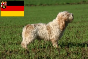 Scopri di più sull'articolo Allevatori di Petit Basset Griffon Vendéen e cuccioli in Renania-Palatinato