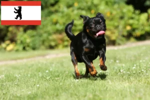 Scopri di più sull'articolo Allevatori di Petit Brabançon e cuccioli a Berlino