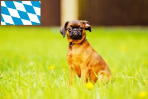 Scopri di più sull'articolo Allevatori di Petit Brabançon e cuccioli in Baviera